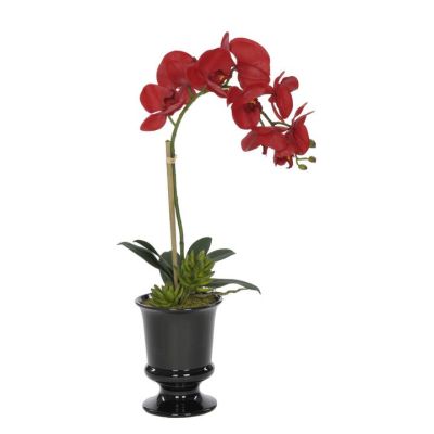 Red Orchid in Black Ceramic Urn