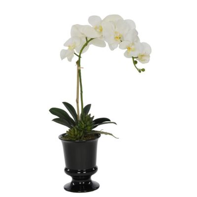 White Orchid in Black Ceramic Urn