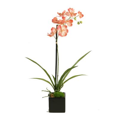 Cream & Red Vanda Orchid in Black Ceramic Container