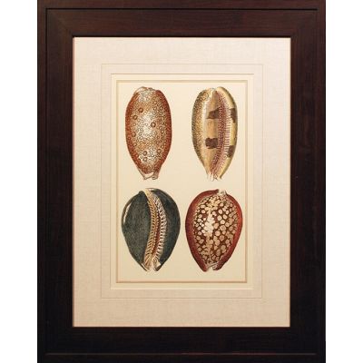 29" x 35" Four Shells Wall Art with Dark Brown Frame