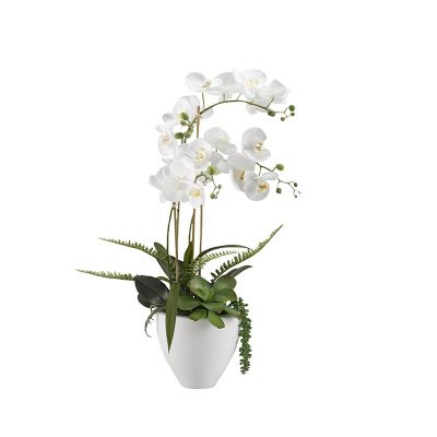 White Orchids In White Ceramic Bowl