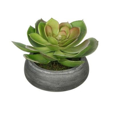 Green Echeveria & Grey Washed Bowl