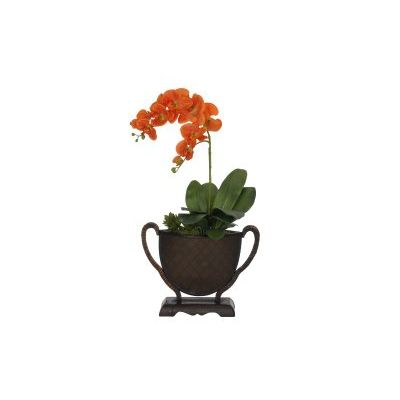 Orange Phalenopsis Stem in Rattan Vase