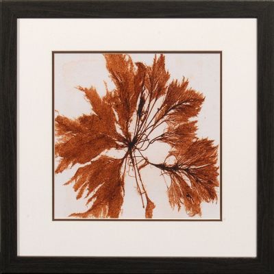 25" x 25" Brown & Green Fan Coral Picture
