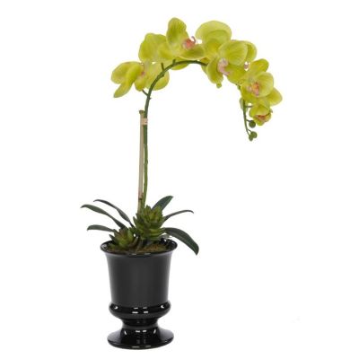 Green Orchid in Black Ceramic Urn