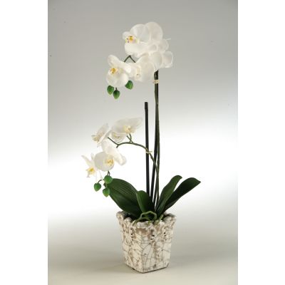 Cream Orchid in Square Ceramic Planter with Crackle Finish