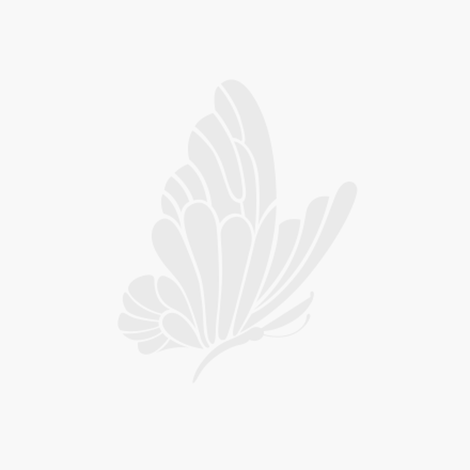 Skyline 7 Piece White Dining Room with 6 Chairs